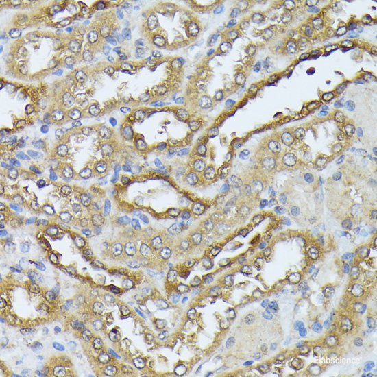 Immunohistochemistry of paraffin-embedded Rat ovary using ATP5C1 Polyclonal Antibody at dilution of  1:100 (40x lens).