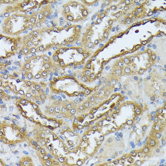 Immunohistochemistry of paraffin-embedded Rat ovary using ATP5C1 Polyclonal Antibody at dilution of  1:100 (40x lens).