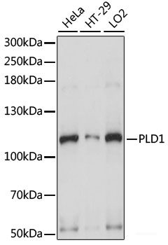 Immunofluorescence analysis of U-2 OS cells using ZNF131 Polyclonal Antibody at dilution of  1:100. Blue: DAPI for nuclear staining.