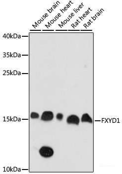 Immunofluorescence analysis of C6 cells using RNF112 Polyclonal Antibody at dilution of  1:100. Blue: DAPI for nuclear staining.
