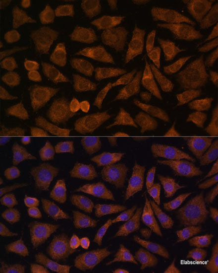Immunohistochemistry of paraffin-embedded Rat kidney using PTP4A2 Polyclonal Antibody at dilution of  1:100 (40x lens).