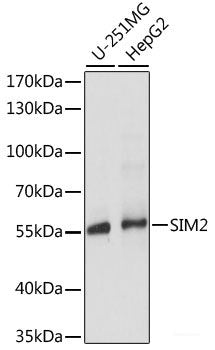 Immunofluorescence analysis of L929 cells using CYTH1 Polyclonal Antibody at dilution of  1:100. Blue: DAPI for nuclear staining.