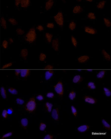 Immunofluorescence analysis of L929 cells using LMAN2 Polyclonal Antibody at dilution of  1:100. Blue: DAPI for nuclear staining.