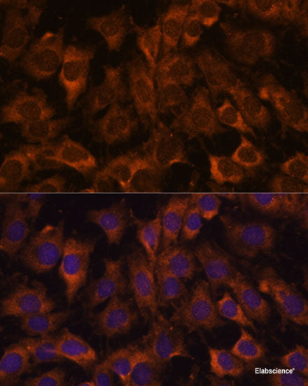 Immunofluorescence analysis of L929 cells using STK38L Polyclonal Antibody at dilution of  1:100. Blue: DAPI for nuclear staining.