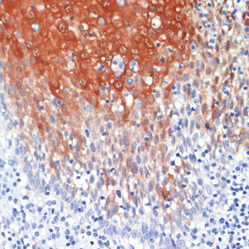 Immunofluorescence analysis of U2OS cells using BMP6 Polyclonal Antibody at dilution of  1:100. Blue: DAPI for nuclear staining.