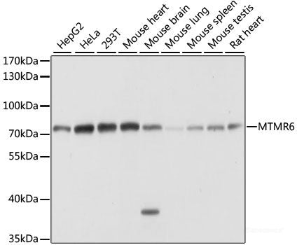 Immunofluorescence analysis of U2OS cells using CDC42 Polyclonal Antibody at dilution of  1:100. Blue: DAPI for nuclear staining.