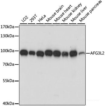 Immunofluorescence analysis of U2OS cells using YBX1 Polyclonal Antibody at dilution of  1:100. Blue: DAPI for nuclear staining.