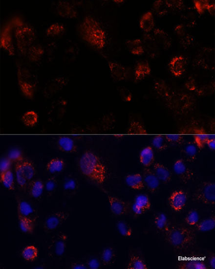 Immunofluorescence analysis of U2OS cells using RPS6KB1 Polyclonal Antibody at dilution of  1:100. Blue: DAPI for nuclear staining.