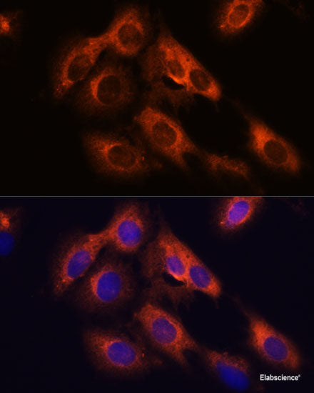 Immunofluorescence analysis of U2OS cells using EDIL3 Polyclonal Antibody at dilution of  1:100. Blue: DAPI for nuclear staining.