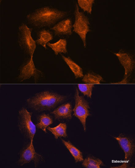 Immunofluorescence analysis of L929 cells using AVIL Polyclonal Antibody at dilution of  1:100. Blue: DAPI for nuclear staining.