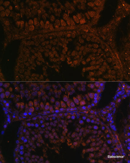 Immunofluorescence analysis of L929 cells using ME3 Polyclonal Antibody at dilution of  1:100. Blue: DAPI for nuclear staining.