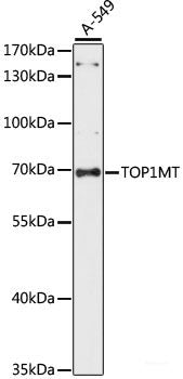 Immunofluorescence analysis of L929 cells using CHP1 Polyclonal Antibody at dilution of  1:100. Blue: DAPI for nuclear staining.