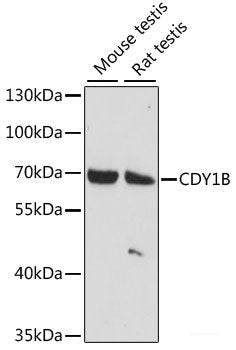 Immunofluorescence analysis of U2OS cells using SIRT4 Polyclonal Antibody at dilution of  1:100. Blue: DAPI for nuclear staining.