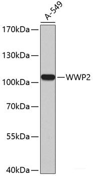 Immunohistochemistry of paraffin-embedded Rat spleen using CDK20 Polyclonal Antibody at dilution of  1:200 (40x lens).