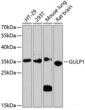 Immunohistochemistry of paraffin-embedded Rat heart using UBE2L3 Polyclonal Antibody at dilution of  1:100 (40x lens).