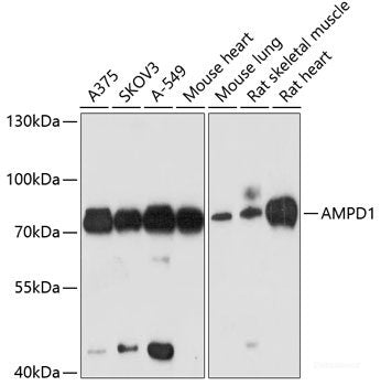 Immunofluorescence analysis of U-2 OS cells using EIF3G Polyclonal Antibody at dilution of  1:100 (40x lens). Blue: DAPI for nuclear staining.