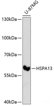 Immunohistochemistry of paraffin-embedded Rat brain using COLEC11 Polyclonal Antibody at dilution of  1:100 (40x lens).