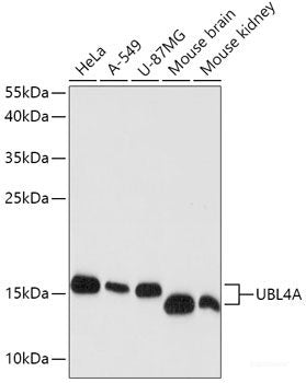 Immunofluorescence analysis of L929 cells using NEDD1 Polyclonal Antibody at dilution of  1:100. Blue: DAPI for nuclear staining.