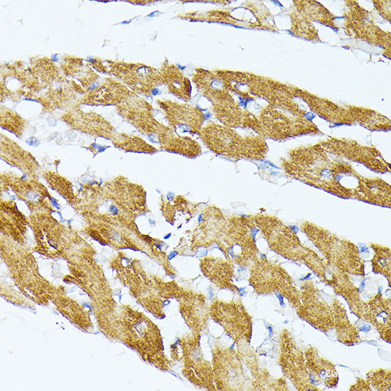 Immunofluorescence analysis of HeLa cells using JUNB Polyclonal Antibody 