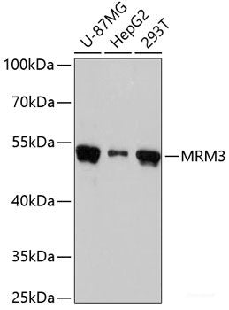 Western blot analysis of extracts of various cell lines using ACTL6A Polyclonal Antibody at dilution of 1:1000.
