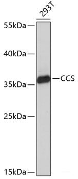 Immunohistochemistry of paraffin-embedded Rat kidney using WRB Polyclonal Antibody at dilution of  1:200 (40x lens).