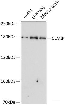Immunofluorescence analysis of U2OS cells using HOXA2 Polyclonal Antibody at dilution of  1:100. Blue: DAPI for nuclear staining.