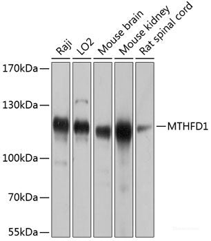 Immunofluorescence analysis of L929 cells using LAMB1 Polyclonal Antibody at dilution of  1:100 (40x lens). Blue: DAPI for nuclear staining.