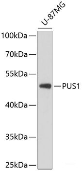 Immunohistochemistry of paraffin-embedded Mouse lung using NDUFA6 Polyclonal Antibody at dilution of  1:100 (40x lens).