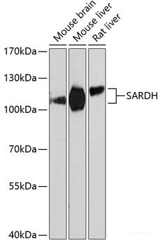 Immunohistochemistry of paraffin-embedded Rat heart using Phospho-CHEK1(S280) Polyclonal Antibody at dilution of  1:100 (40x lens).