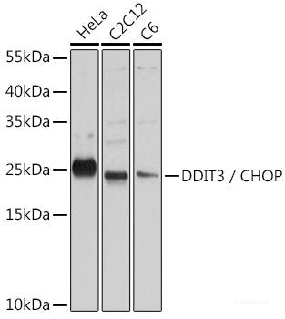 Immunohistochemistry of paraffin-embedded Rat heart using ADAM17 Polyclonal Antibody at dilution of  1:100 (40x lens).