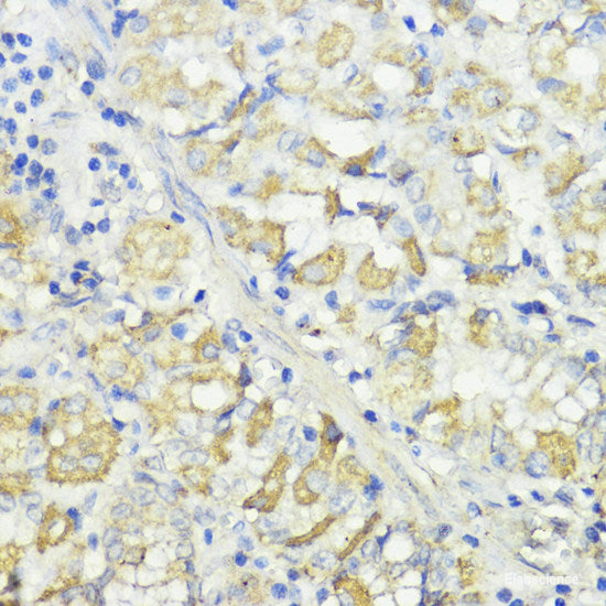 Immunofluorescence analysis of Rat brain using ASPN Polyclonal Antibody at dilution of  1:100 (40x lens). Blue: DAPI for nuclear staining.