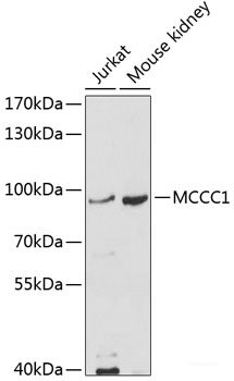 Immunofluorescence analysis of C6 cells using TYMS Polyclonal Antibody at dilution of  1:100. Blue: DAPI for nuclear staining.