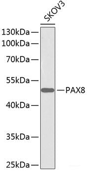 Immunohistochemistry of paraffin-embedded Rat testis using DVL1 Polyclonal Antibody at dilution of  1:100 (40x lens).