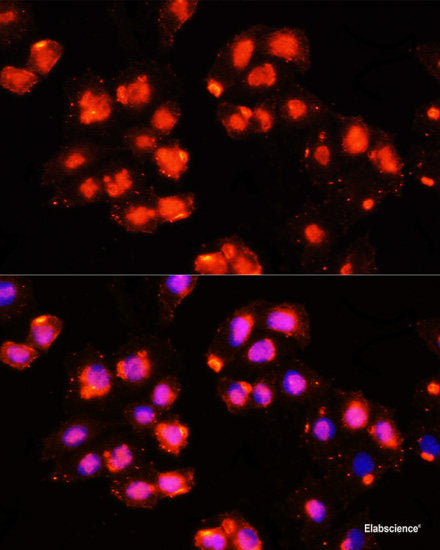 Immunofluorescence analysis of NIH-3T3 cells using PSMD14 Polyclonal Antibody at dilution of  1:100 (40x lens). Blue: DAPI for nuclear staining.