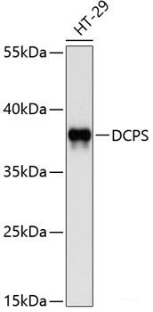 Western blot analysis of extracts of various cell lines using RNF166 Polyclonal Antibody at dilution of 1:1000.