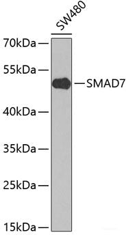 Immunohistochemistry of paraffin-embedded Rat spleen using TLR2 Polyclonal Antibody at dilution of  1:100 (40x lens).