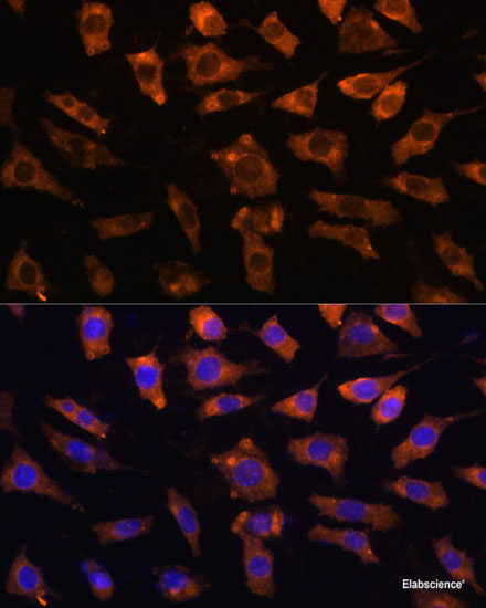 Immunofluorescence analysis of U-251 MG cells using FABP7 Polyclonal Antibody at dilution of  1:100. Blue: DAPI for nuclear staining.
