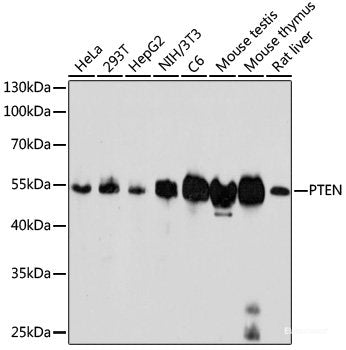 Immunohistochemistry of paraffin-embedded Human esophagus using NEDD8 Polyclonal Antibody at dilution of  1:100 (40x lens).