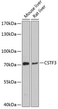 Western blot analysis of extracts of various cell lines using MXI1 Polyclonal Antibody at dilution of 1:3000.