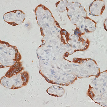 Immunohistochemistry of paraffin-embedded Human tonsil using Bim Polyclonal Antibody at dilution of  1:100 (40x lens).