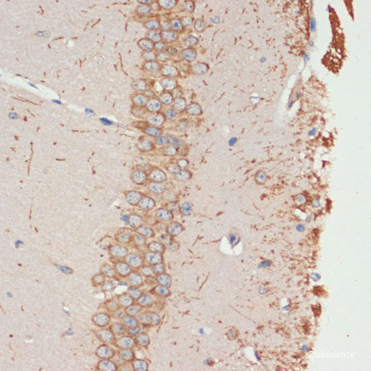 Immunohistochemistry of paraffin-embedded Rat ovary using UQCR10 Polyclonal Antibody at dilution of  1:100 (40x lens).