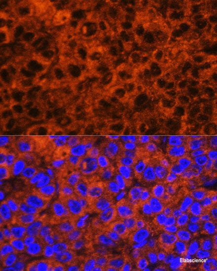 Immunofluorescence analysis of NIH-3T3 cells using WWOX Polyclonal Antibody at dilution of  1:100 (40x lens). Blue: DAPI for nuclear staining.