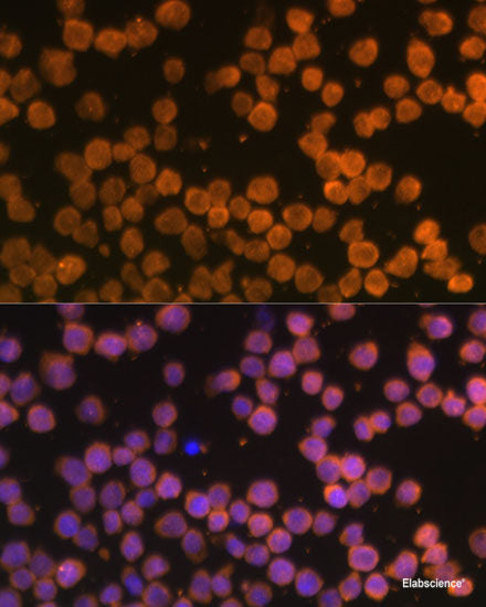 Immunofluorescence analysis of Rat kidney using SLC7A9 Polyclonal Antibody at dilution of  1:100. Blue: DAPI for nuclear staining.