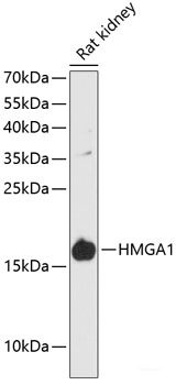 Western blot analysis of extracts of various cell lines using MST1 Polyclonal Antibody at dilution of 1:3000.