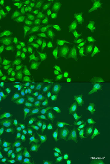 Immunofluorescence analysis of NIH-3T3 cells using PTPN13 Polyclonal Antibody at dilution of  1:100 (40x lens). Blue: DAPI for nuclear staining.