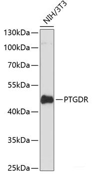 Western blot analysis of extracts of various cell lines using YY1AP1 Polyclonal Antibody at dilution of 1:3000.