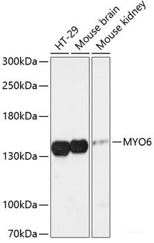 Immunofluorescence analysis of NIH-3T3 cells using UMPS Polyclonal Antibody at dilution of  1:100 (40x lens). Blue: DAPI for nuclear staining.
