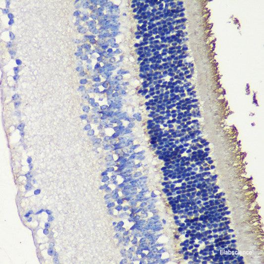 Western blot analysis of extracts of various cell lines using SFRS9 Polyclonal Antibody at dilution of 1:3000.