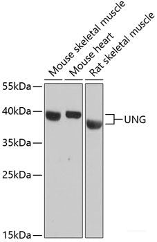 Immunohistochemistry of paraffin-embedded Mouse heart using TBXAS1 Polyclonal Antibody at dilution of  1:100 (40x lens).