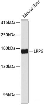 Western blot analysis of extracts of U-937 cells using BMI1 Polyclonal Antibody at dilution of 1:1000.